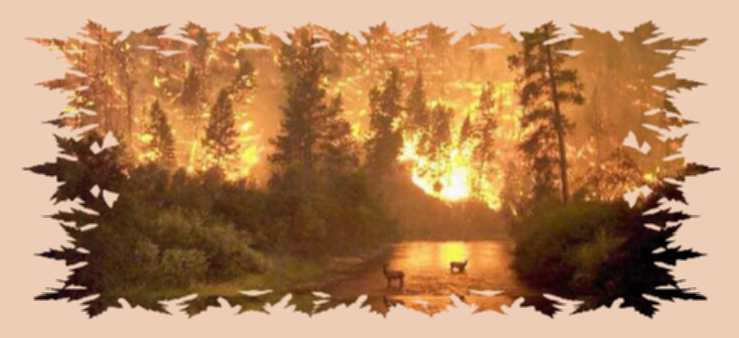 Rusrand.ru. Пожары лета-2010 дорого обошлись стране. Если